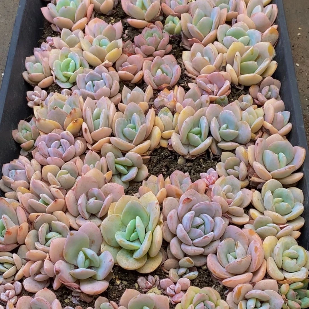 840多肉植物保护研究所所长