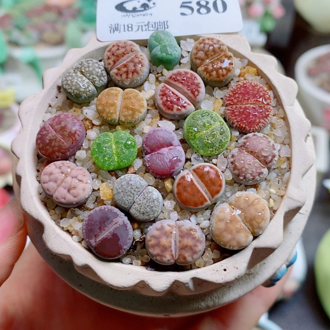 生石花花花花花花花580