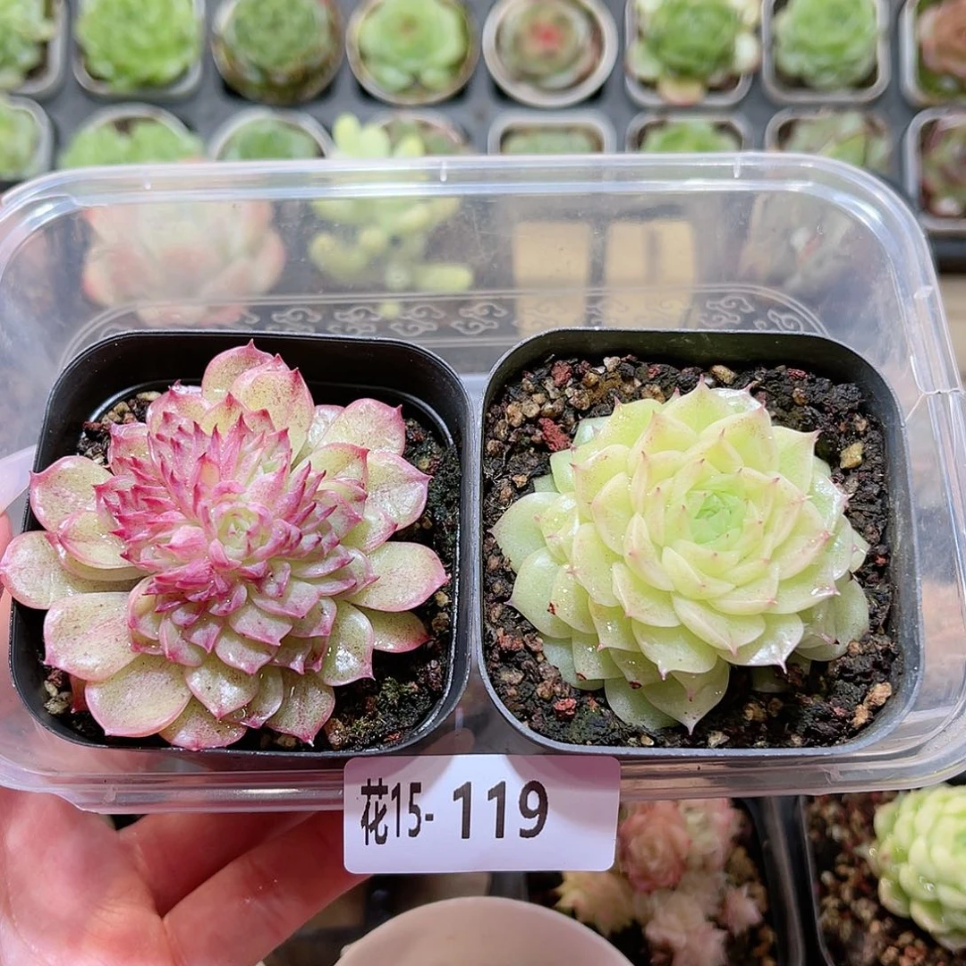 花利美15-119麦秆2颗