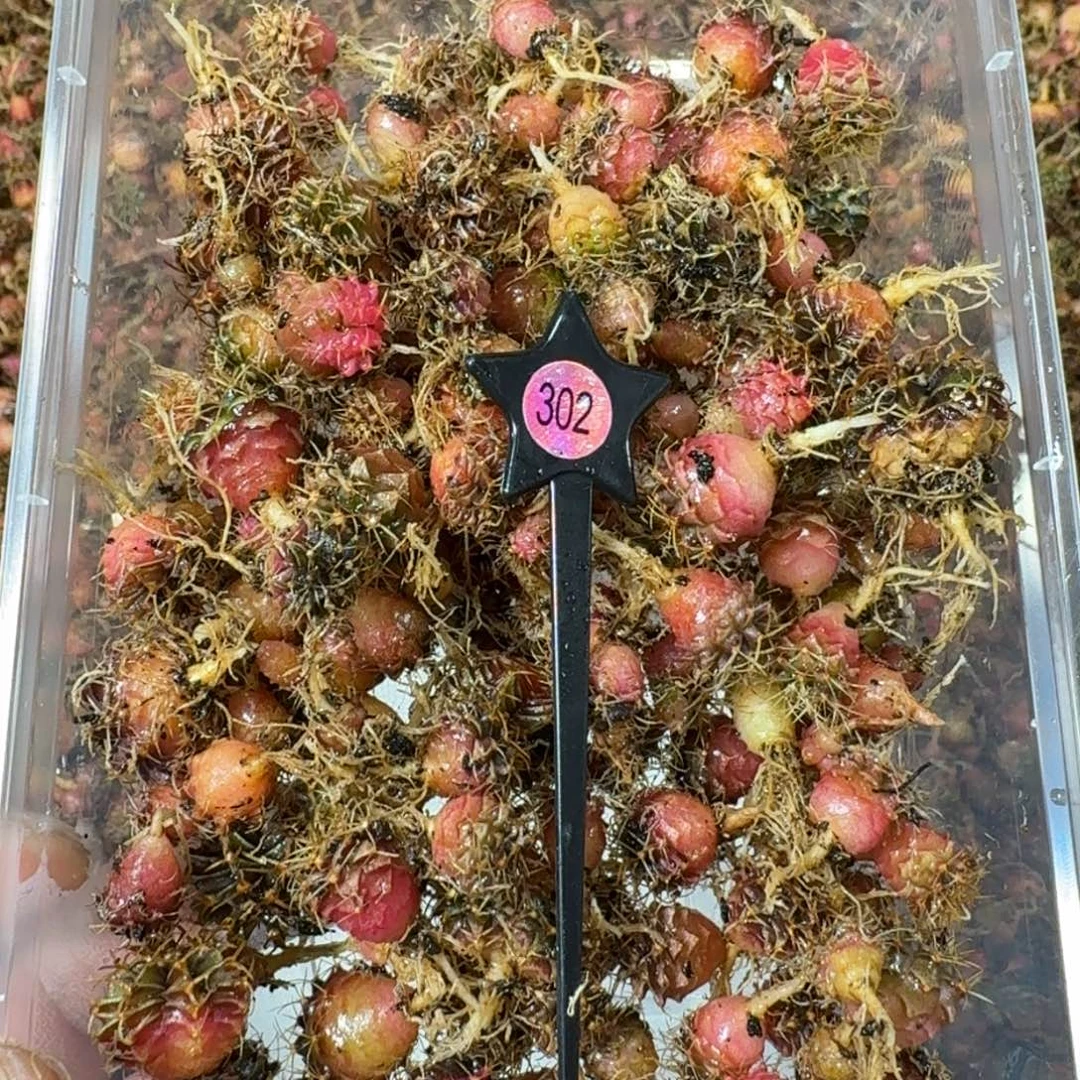 米哈实生自然锦练手球302