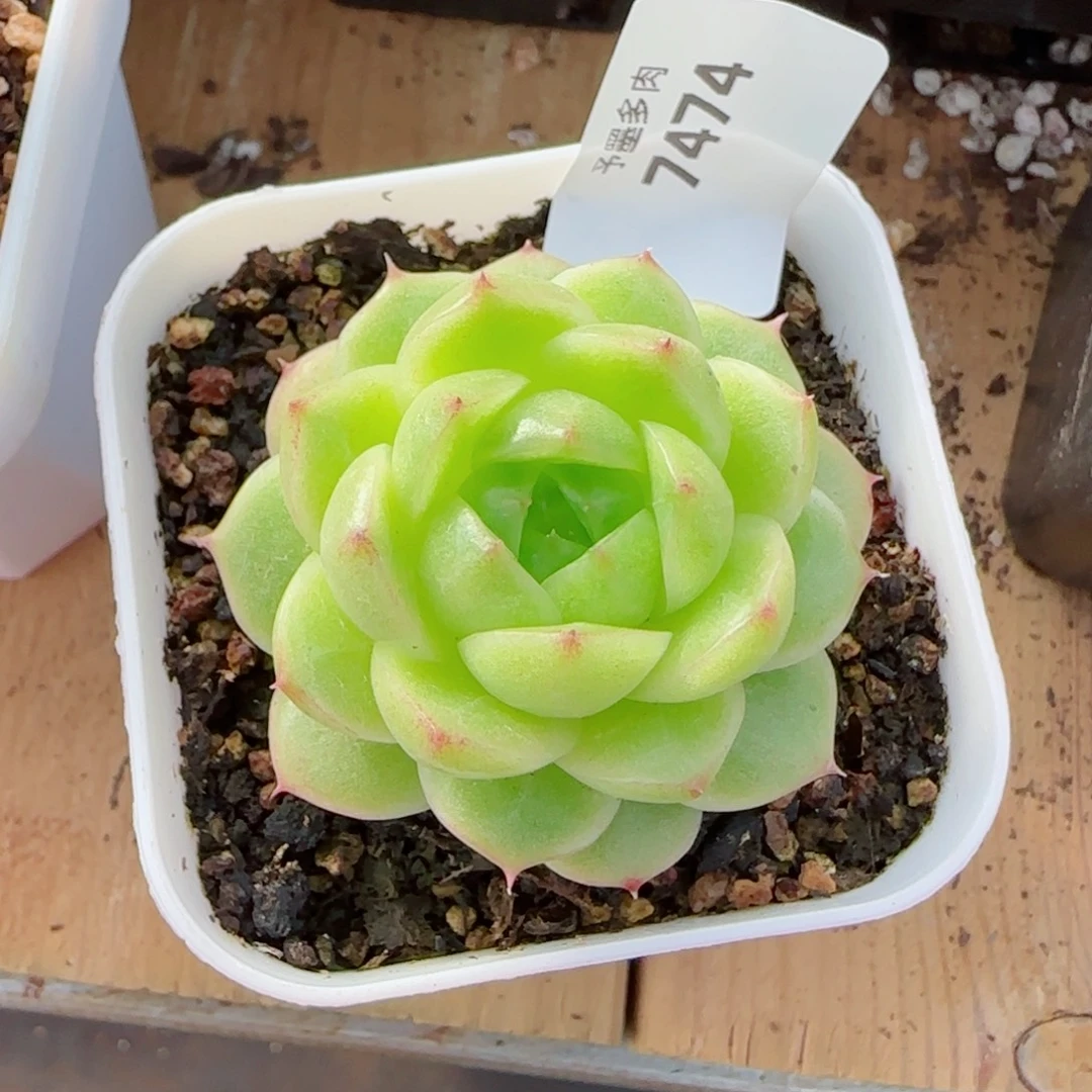 冰云，7474多肉植物
