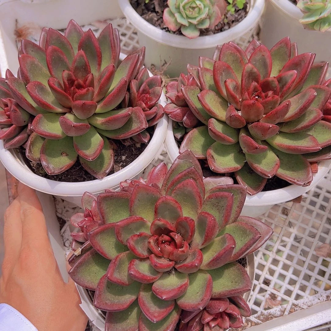 丰沛玫瑰大单头带多仔精品大盆