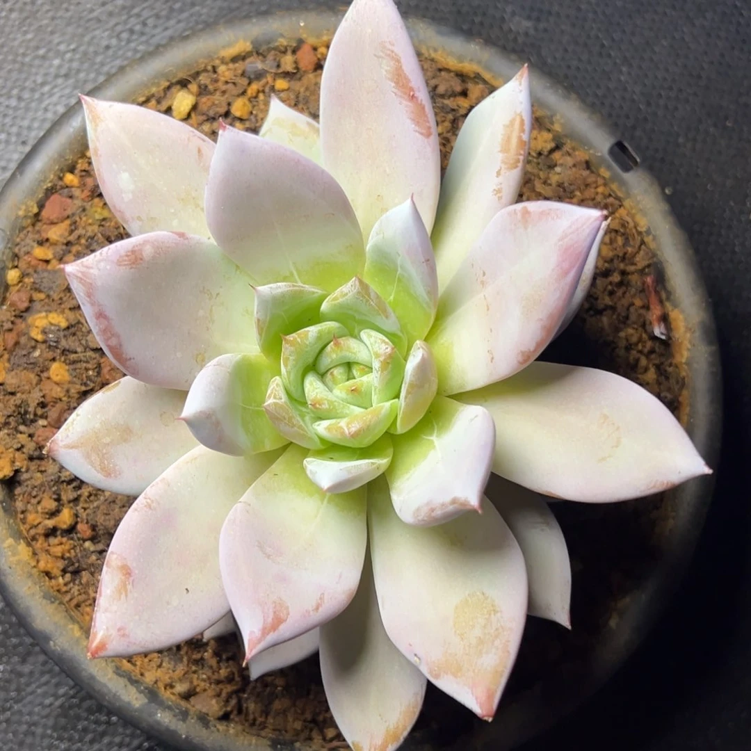 绿体糖心卡系多肉植物19.8