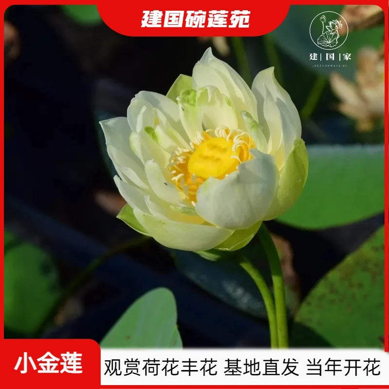 【基地直发】小金莲 丰花碗莲物件 碗莲水培植物 庭院荷花成品苗