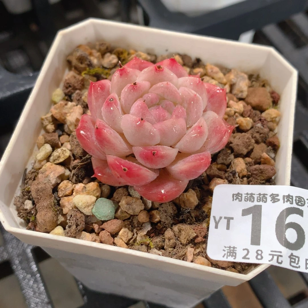 肉萌萌拇指盆精控多肉YT166