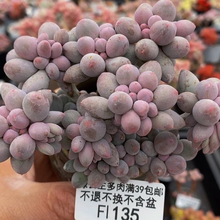 香水手指奶10cm135多肉植物