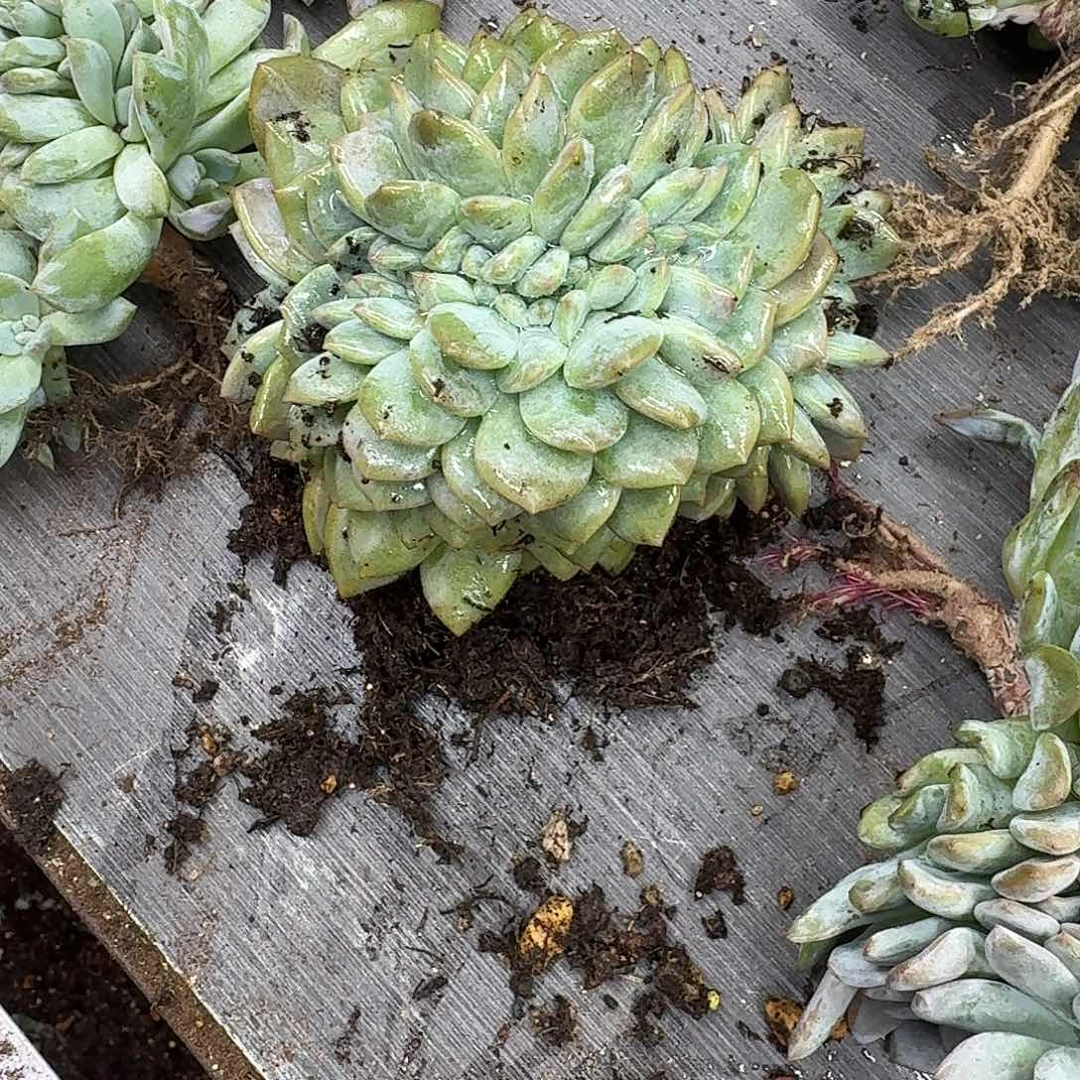 S***练星影树缀无砍多肉