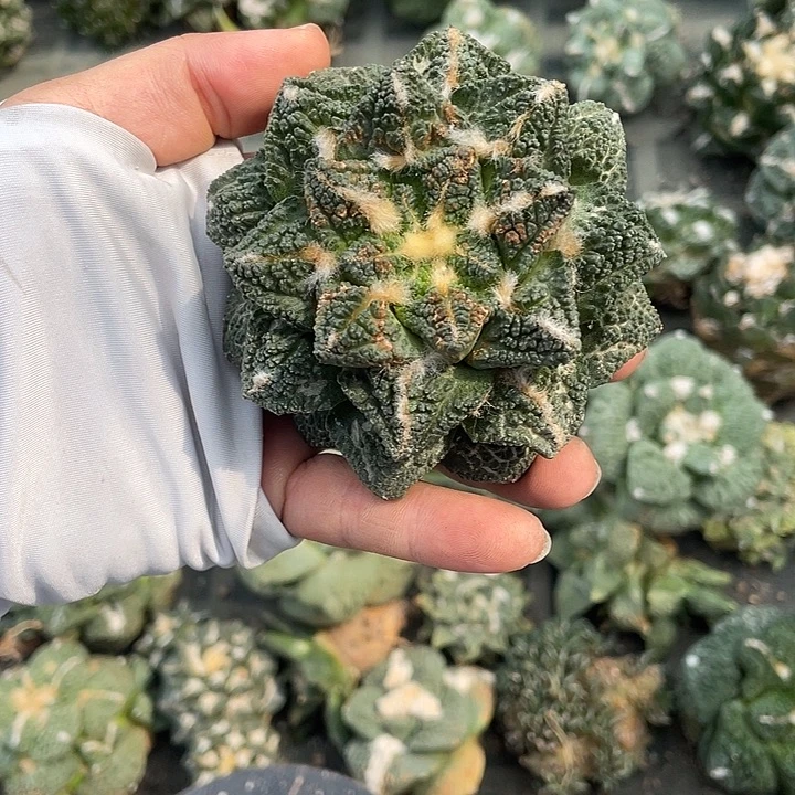 自根螺旋辛顿瑕疵特价
