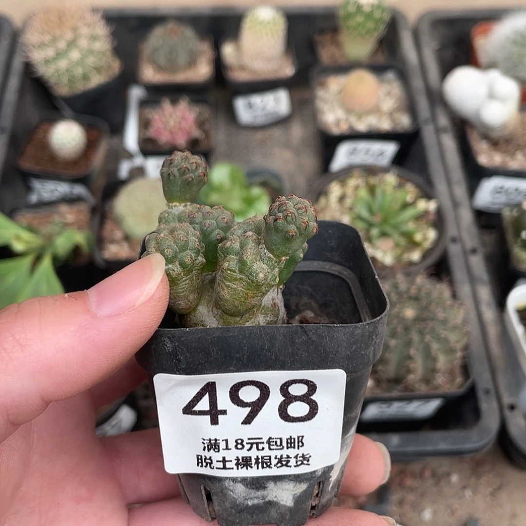 498足球团扇（满18包邮）