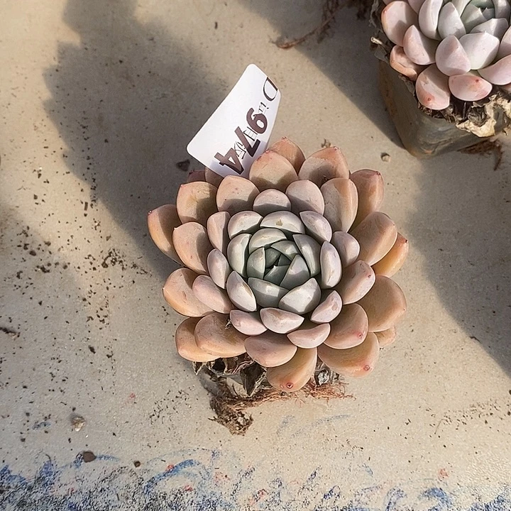 2***心974安妮宝贝多肉植物