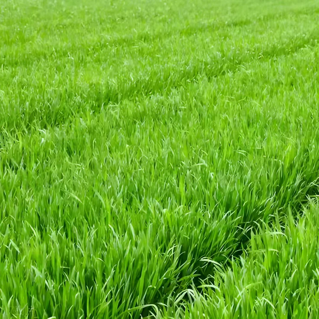 保丰芸乐收   适用于小麦高产方案（一套十亩地）一喷三防 科学配比