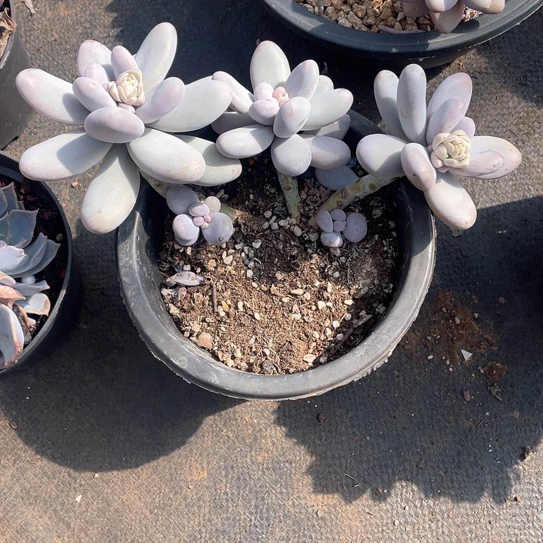 361鸡蛋美人 一物一拍多肉