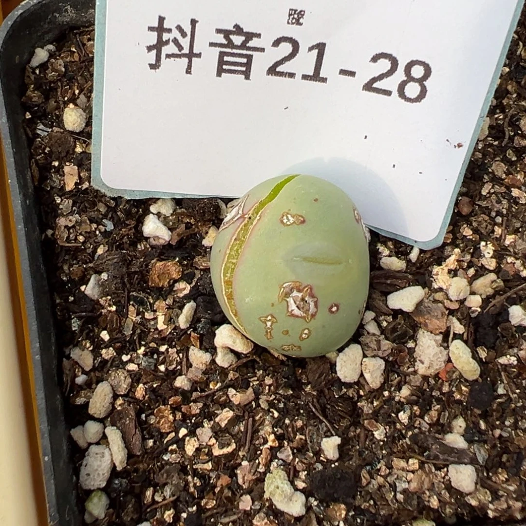 人**缘21-28白花大g多肉