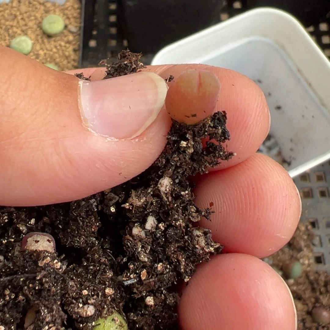 22-98量拍恩东风铃小苗一颗