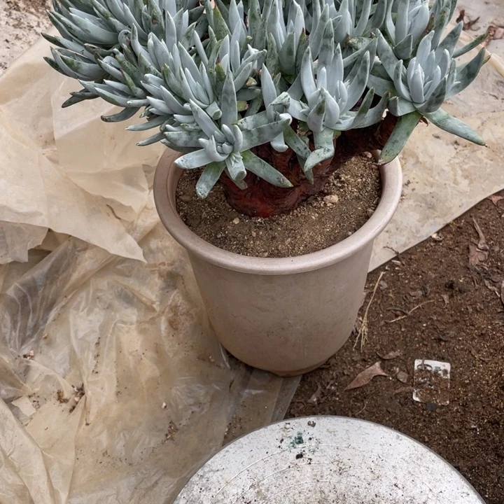 C*H411号奥罗拉多肉植物