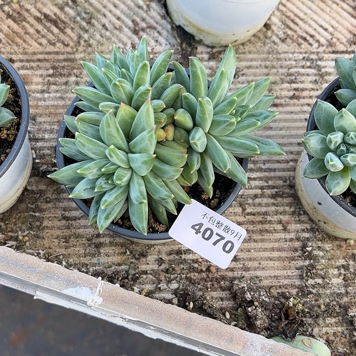 阿雅园艺。       4070三色美人