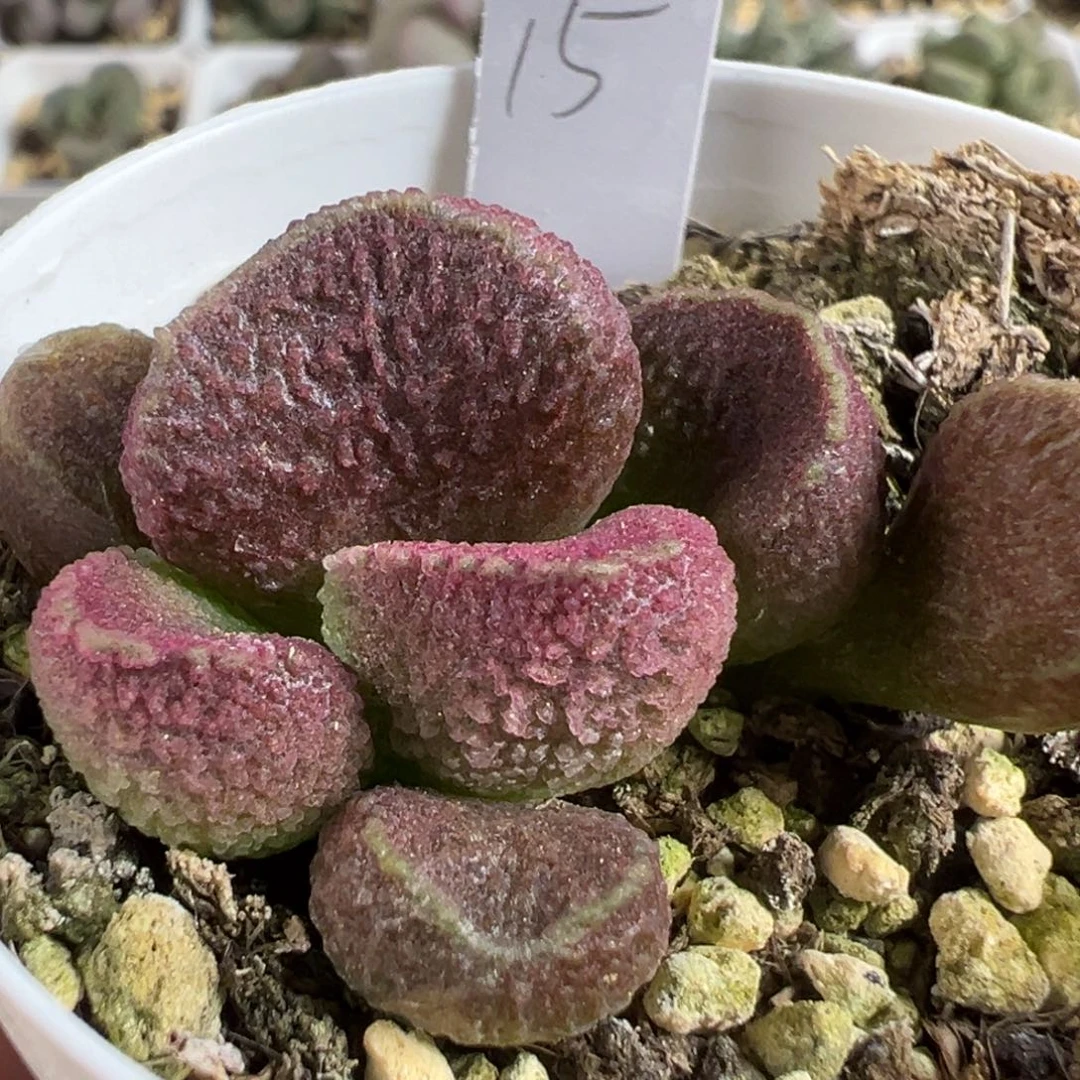 实生新品多肉植物水泡多肉植物