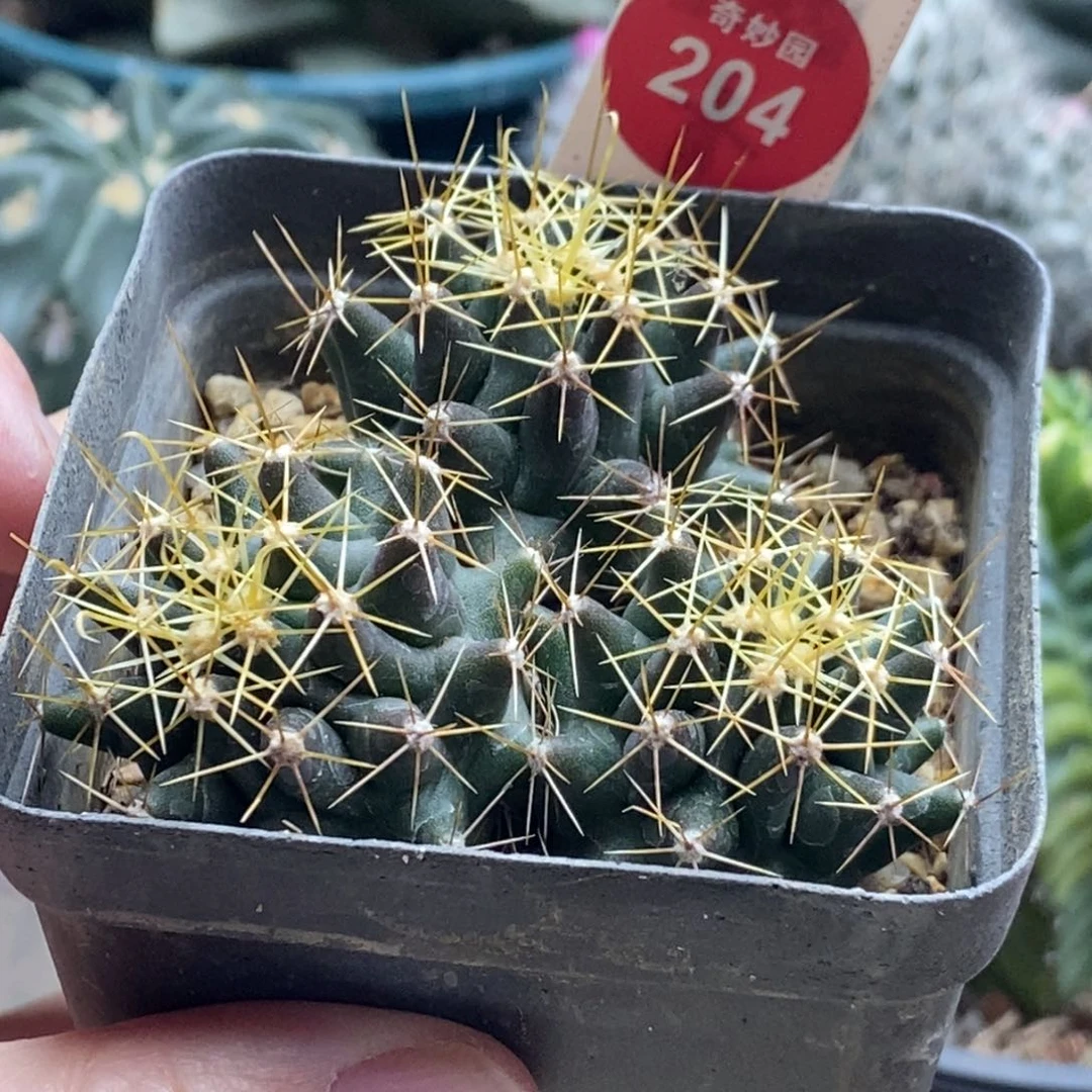 实生金勾刺球群一颗仙人球