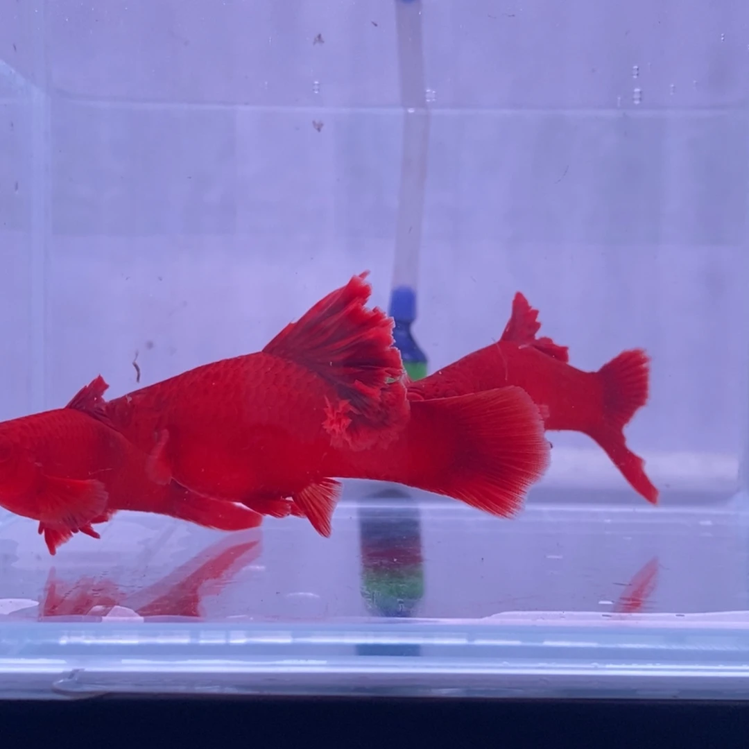 红剑鱼红剑2刀1孕母