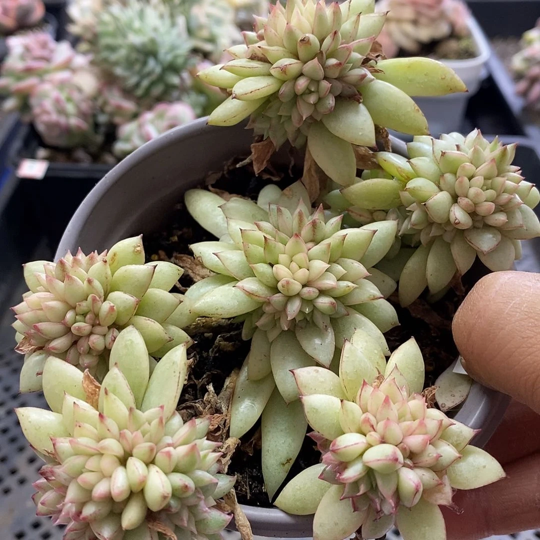 0906黄金雨锦自然群多肉