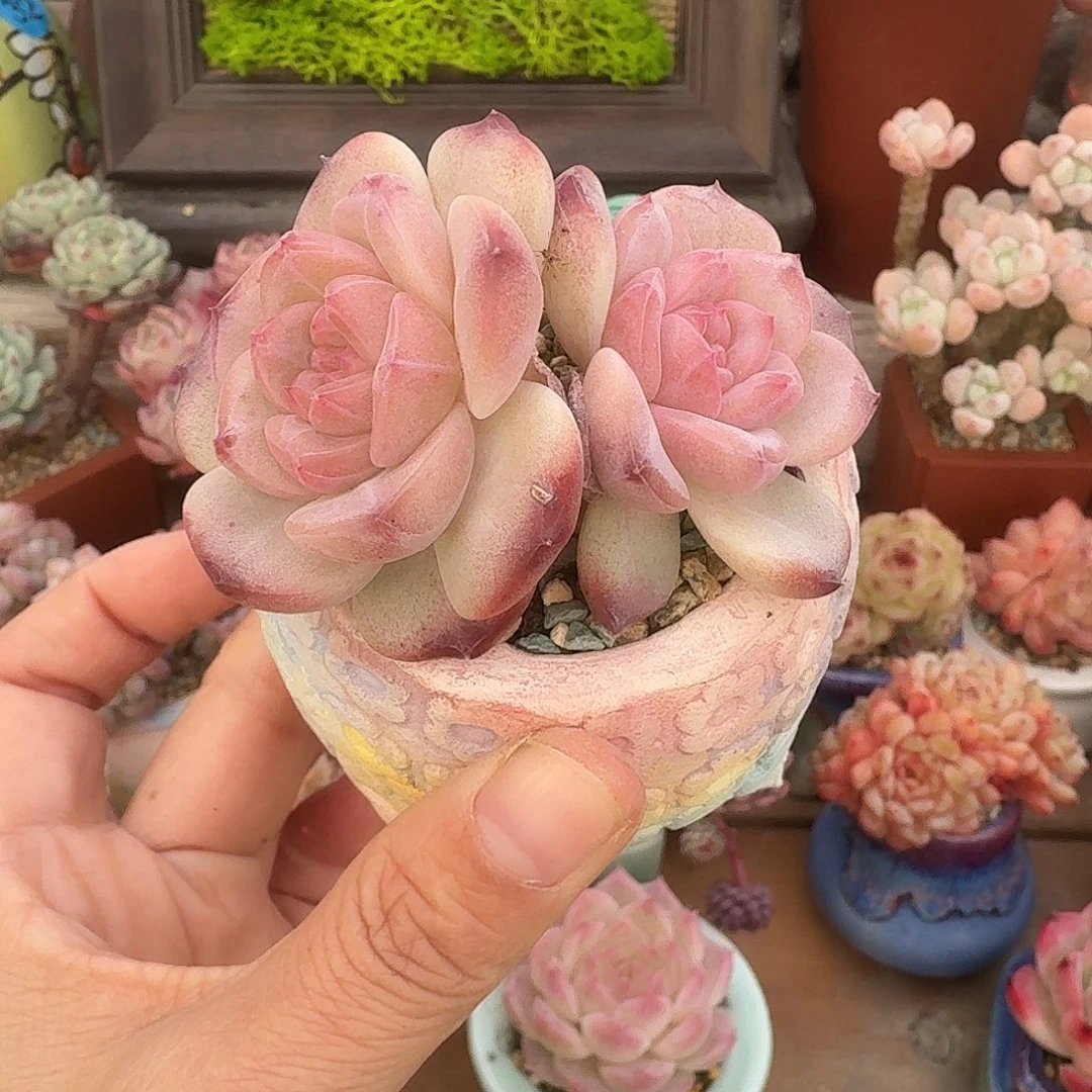 溏心琥珀 多肉含盆土 一物一拍