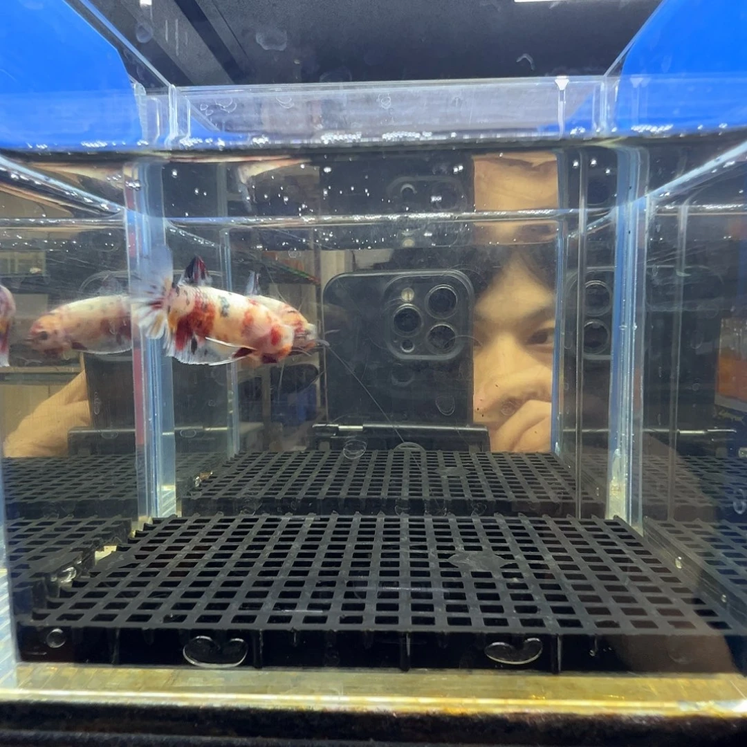 斗鱼阿浩泰斗8日38号