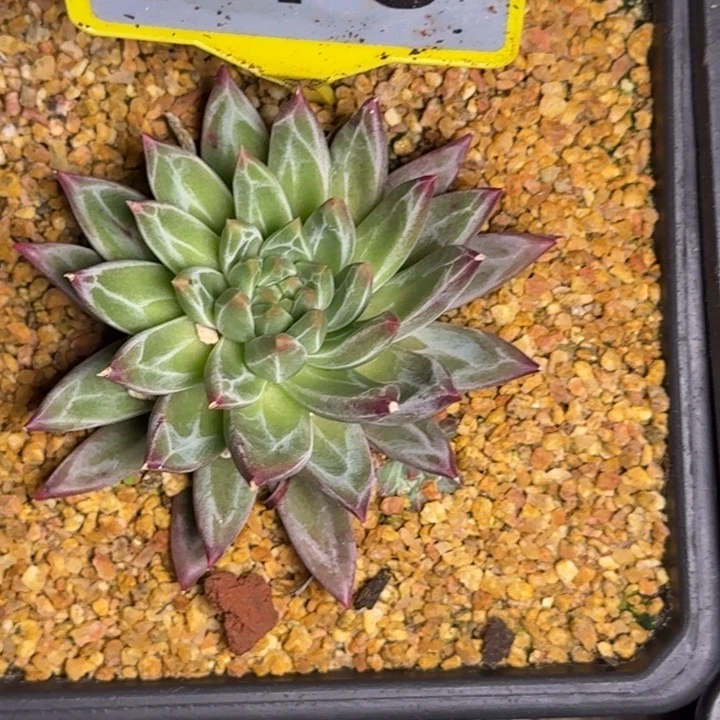 多肉植物紫荆美人870