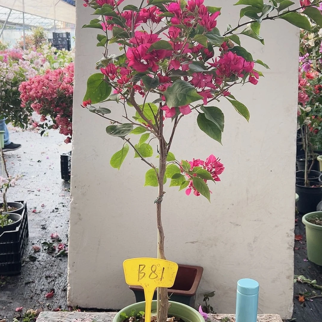 小***溪大部分花苞少量开放B81甜心