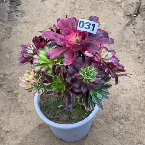 031嫁接多品种134556778植物