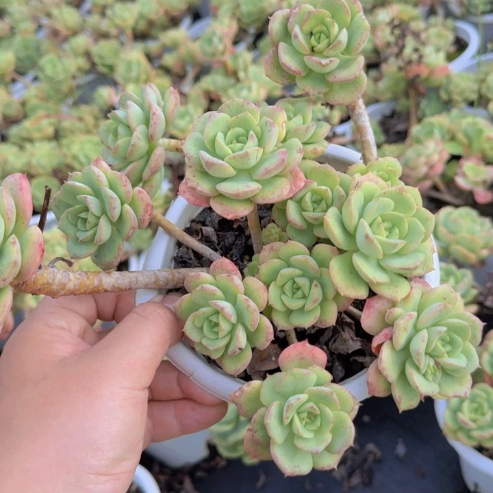 妮可莎娜玫瑰整装