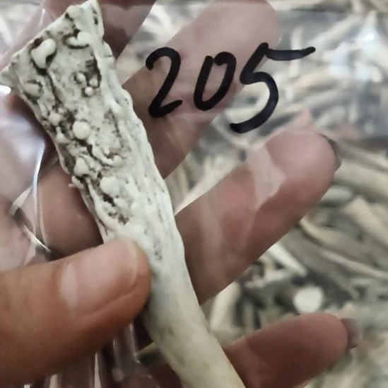 墓***溪鹿角鹿角鹿角鹿角鹿角鹿角