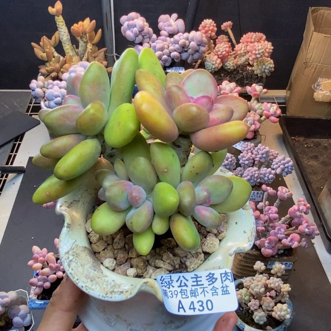 430芒果奶多肉11cm