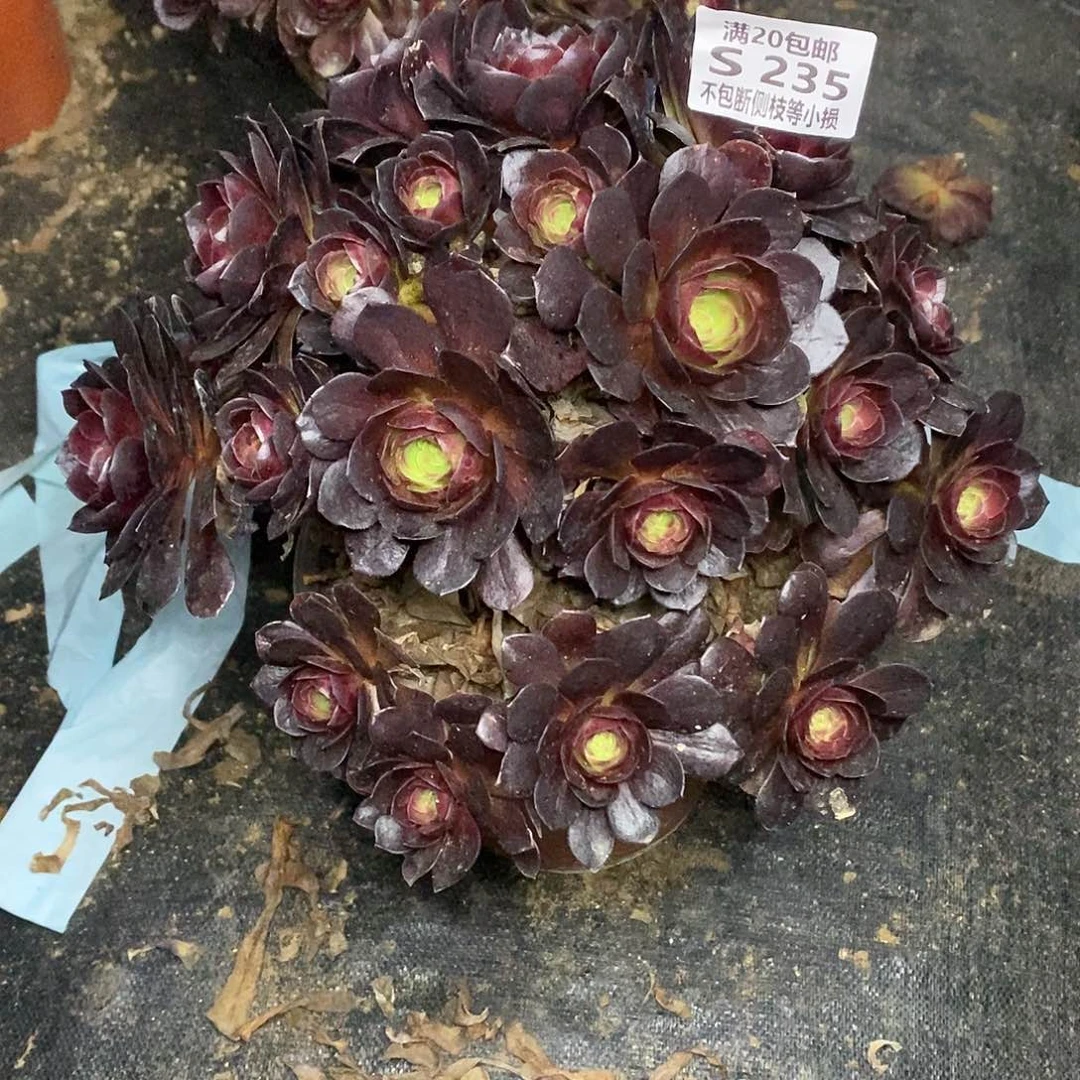 235赤焰莲摘心朵朵多肉