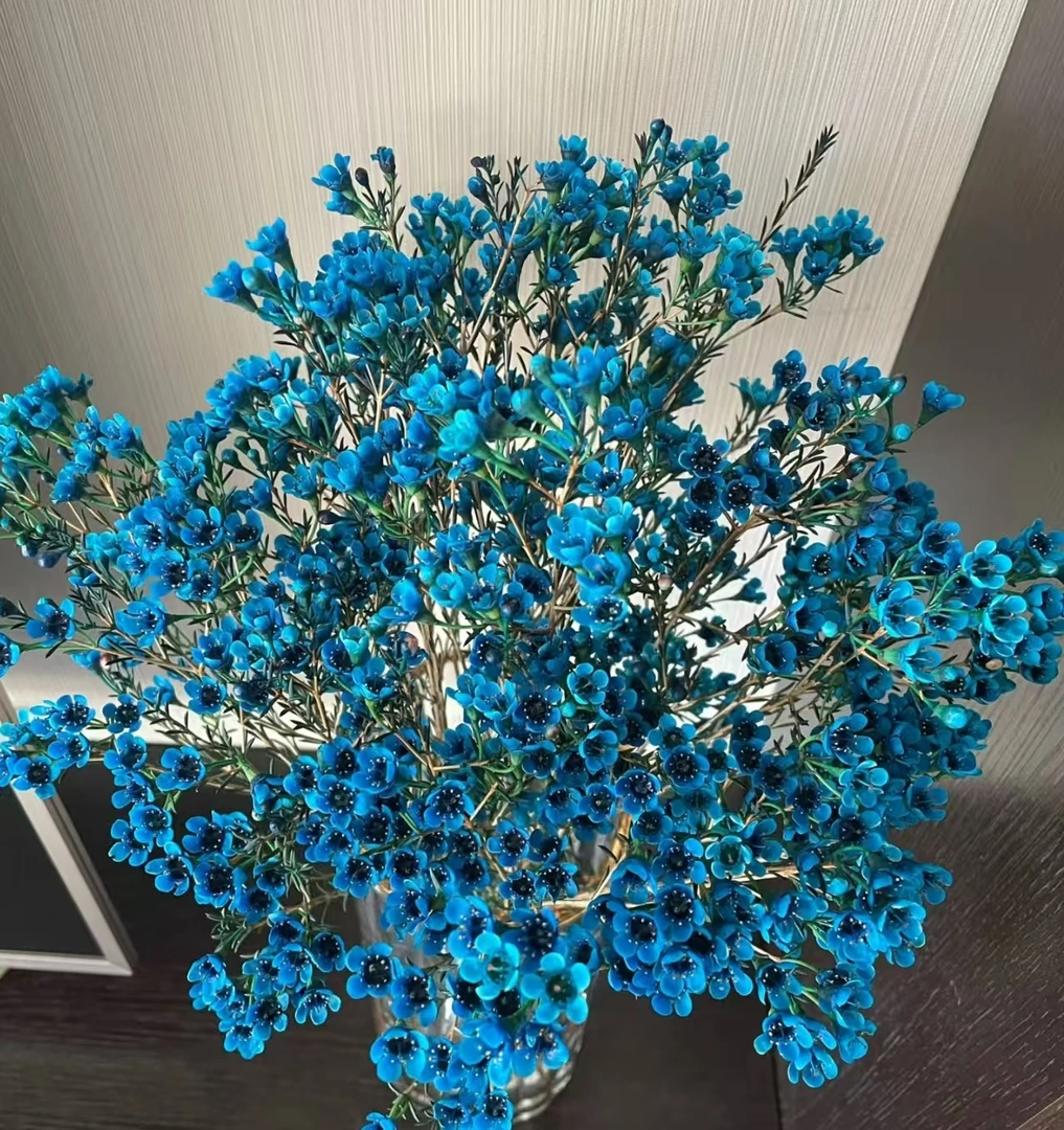 鲜花配草   腊梅蓝色1扎 任意两单包邮（少量不售后）