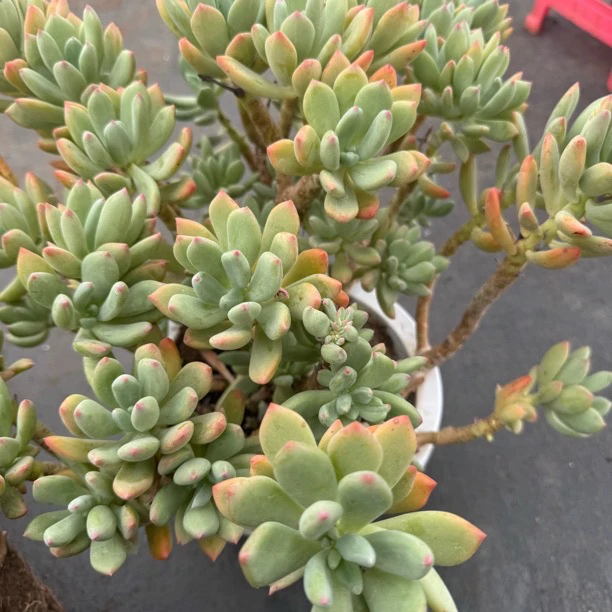 精品多肉老桩【冰心美人】整桩无砍【轻微断枝不售后】