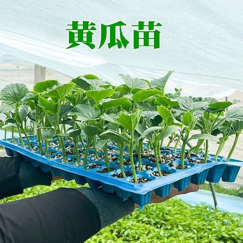 水果黄瓜种子夏季家庭盆栽黄瓜秧苗青瓜蔬菜种籽孑高产嫁接秧苗