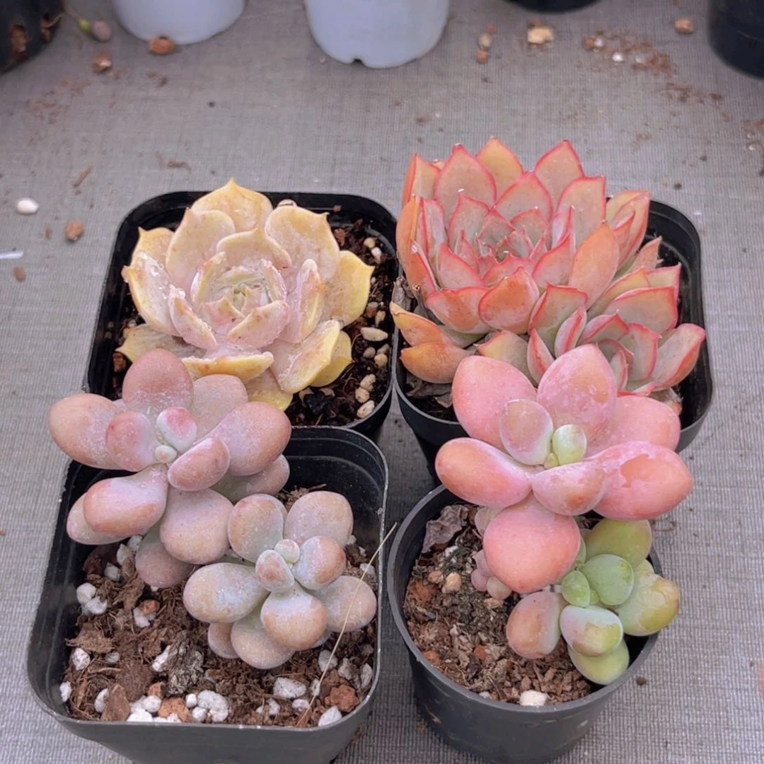 露娜莲。桃蛋。洛神。菲娜娜