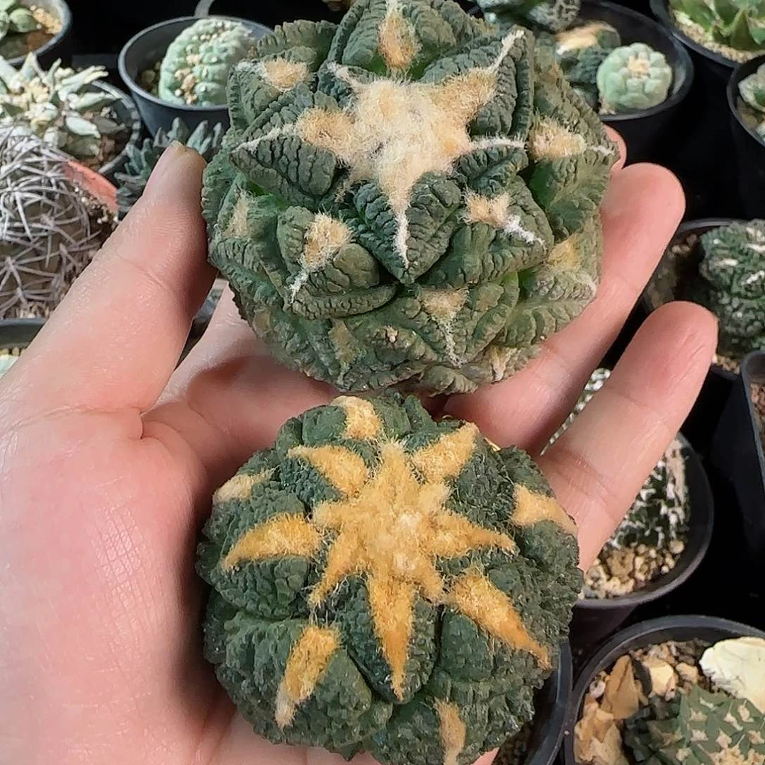 姆*玖不包售后一物一拍所见即所得