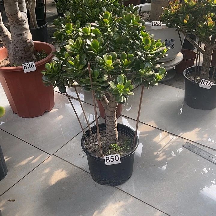 姬红花月独杆老桩