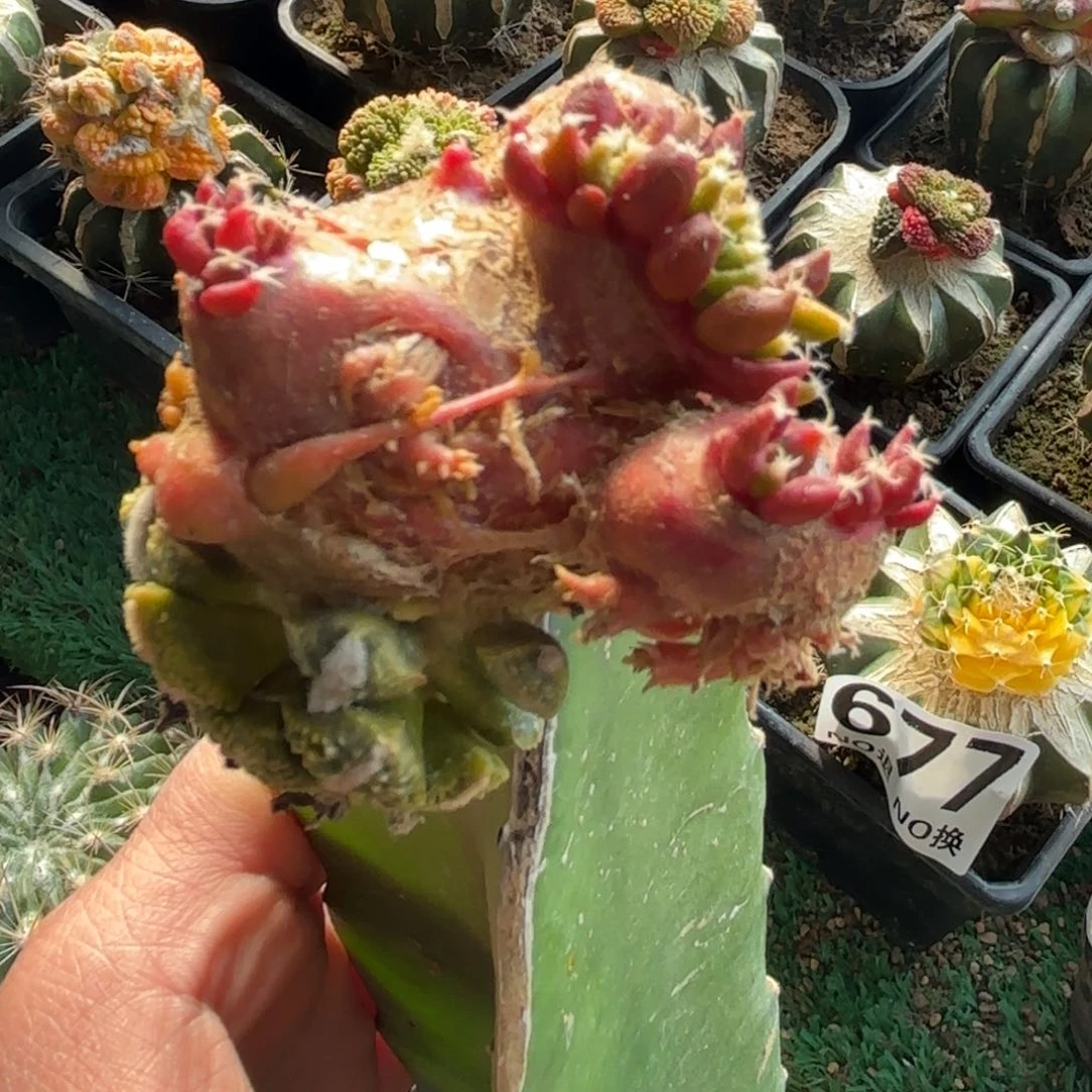 黑牡丹嵌合体仙人球783