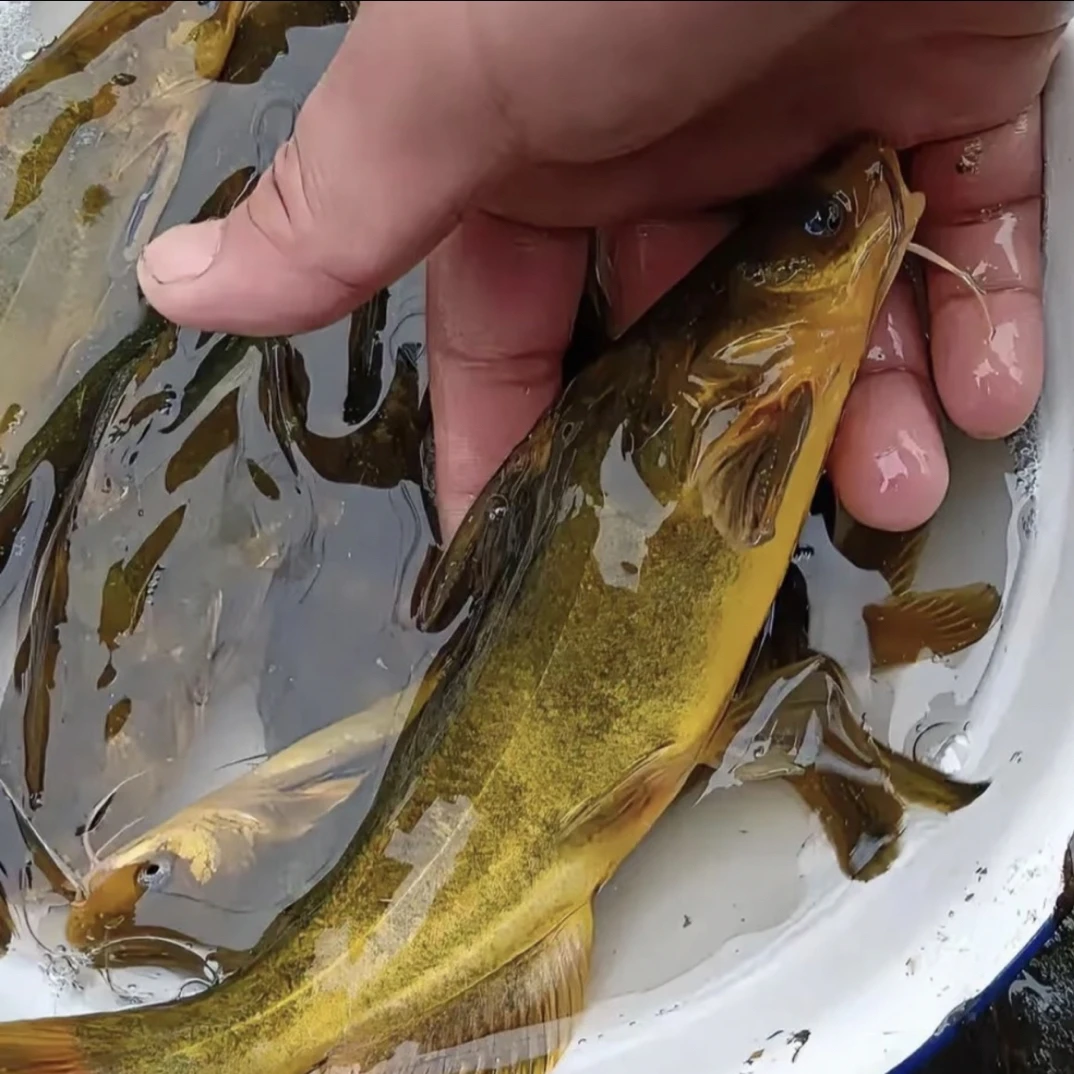 x四川眉山黄辣丁 黄颡鱼 黄骨鱼淡水养殖