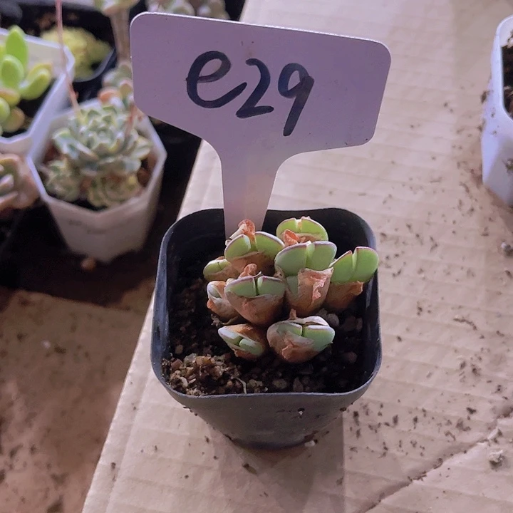 e29魔笛多肉植物