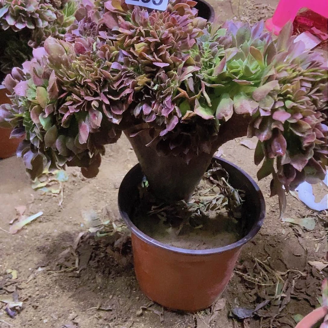 235玫瑰法师缀老板子法师缀