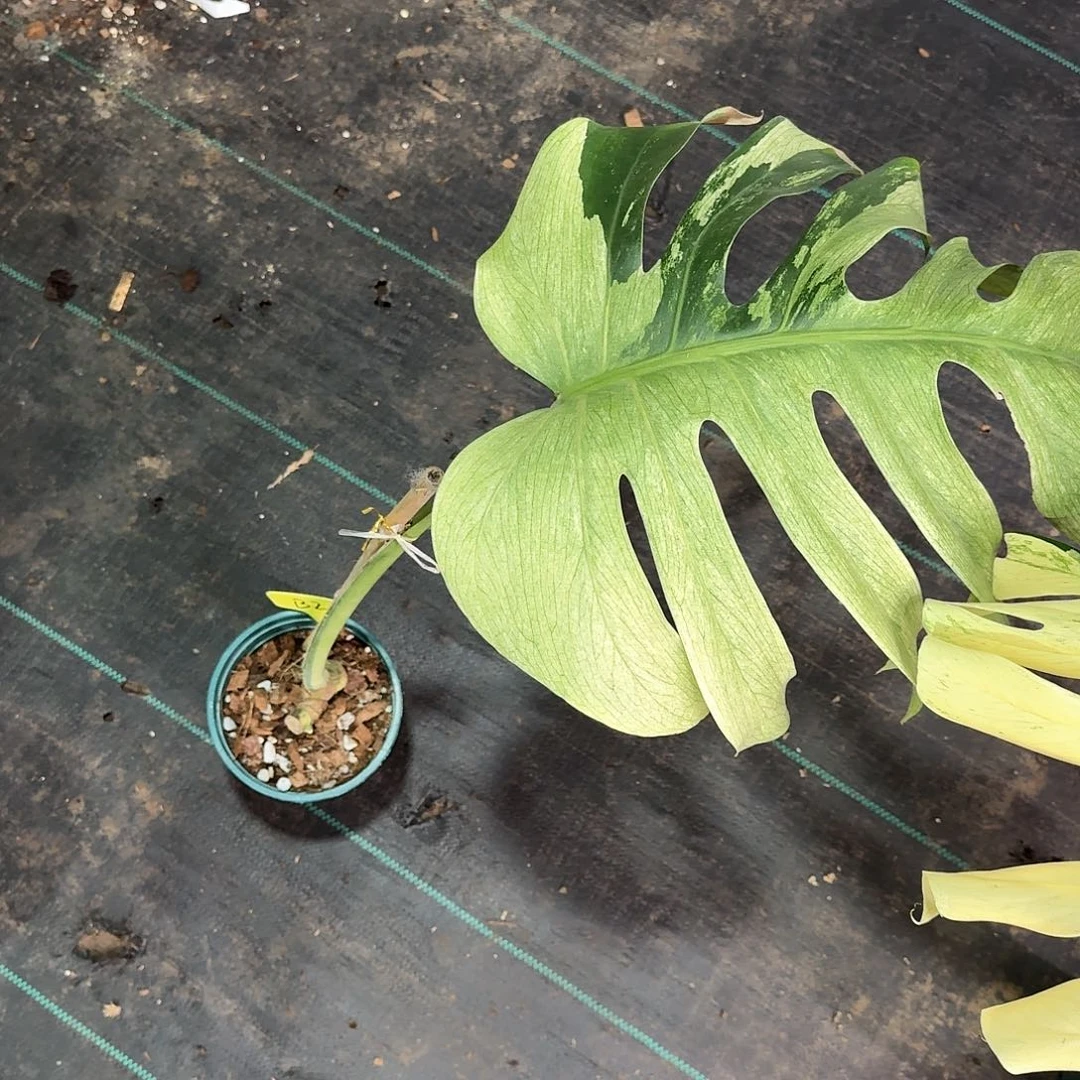 无花朵熊*泰国薄荷单叶B2