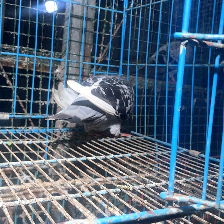 18334176114种鸽一羽
