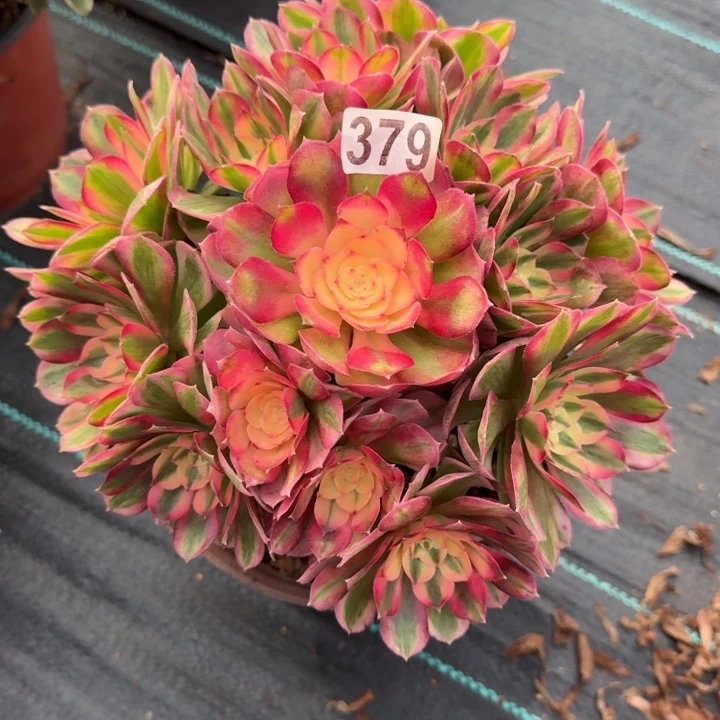 379号倾城法师植物