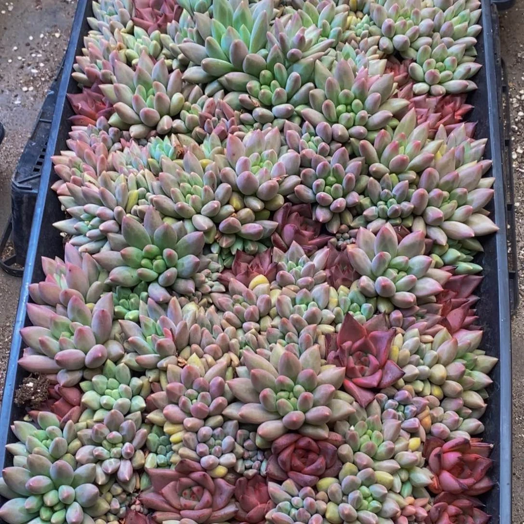 曲***奥689多肉植物保护研究所
