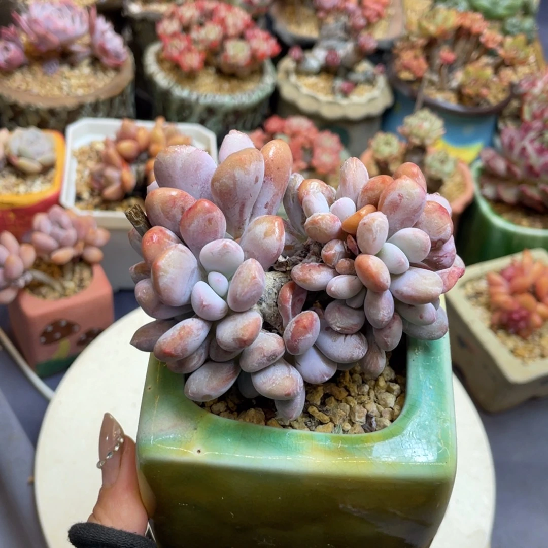 粉兔朵朵缀无砍老桩