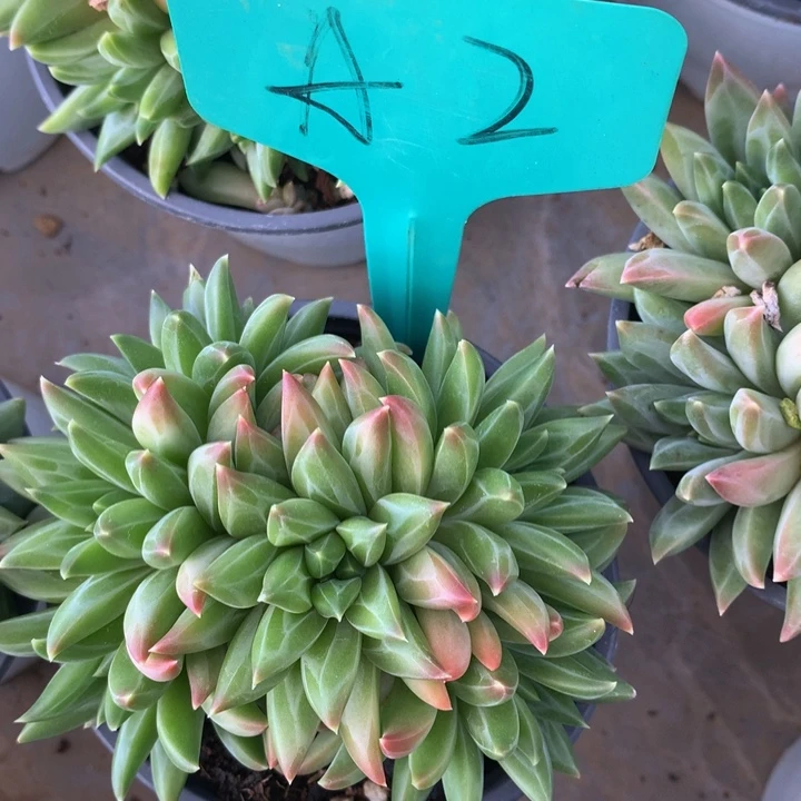读题库植物72727272727