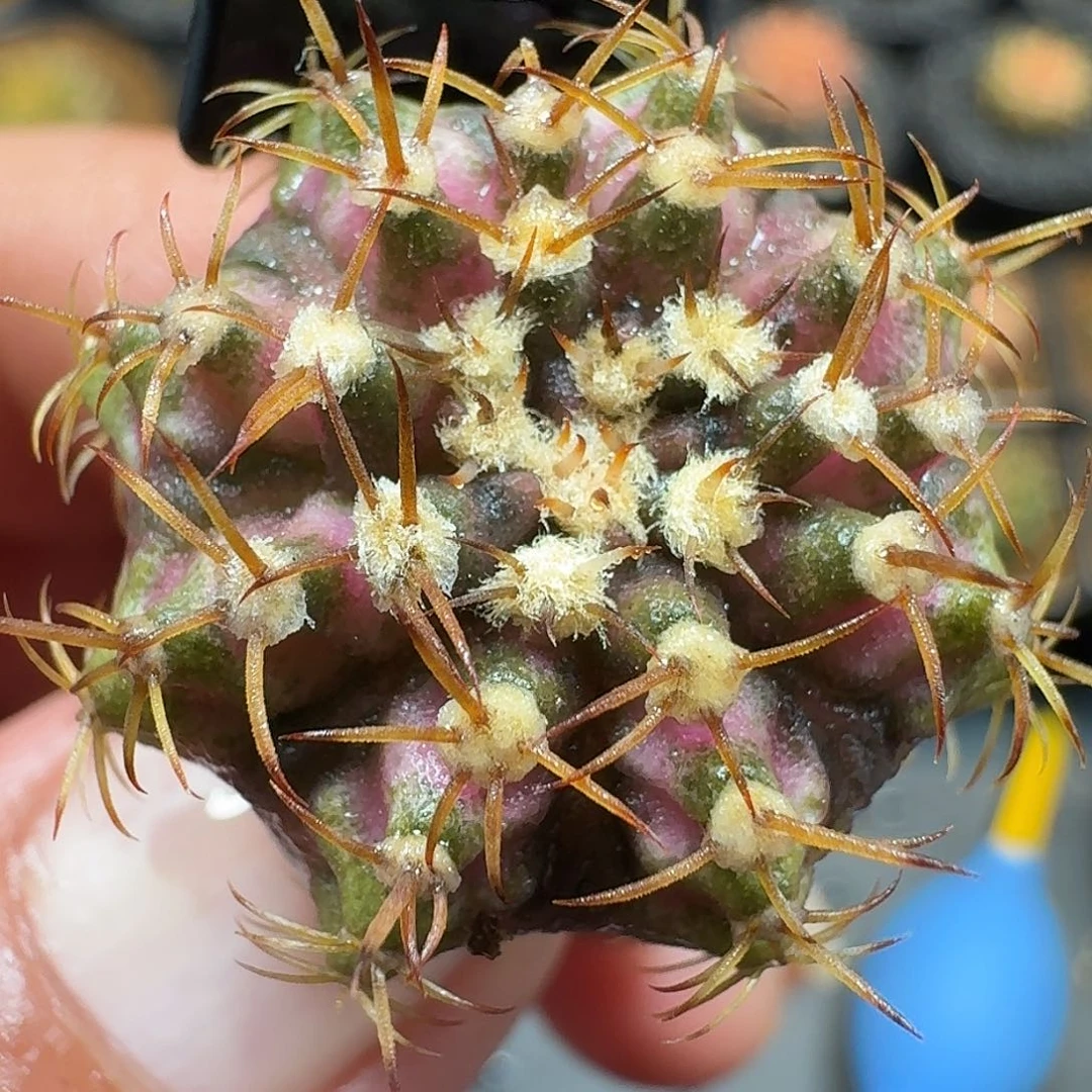 米哈实生自然锦海轮模特372